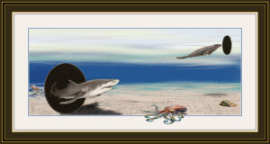shark16fb